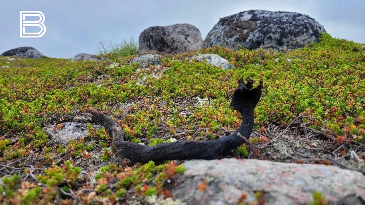 В Мурманской области выросло число экскурсоводов и гидов-переводчиков